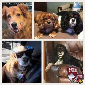 Meet your Posher, Tom